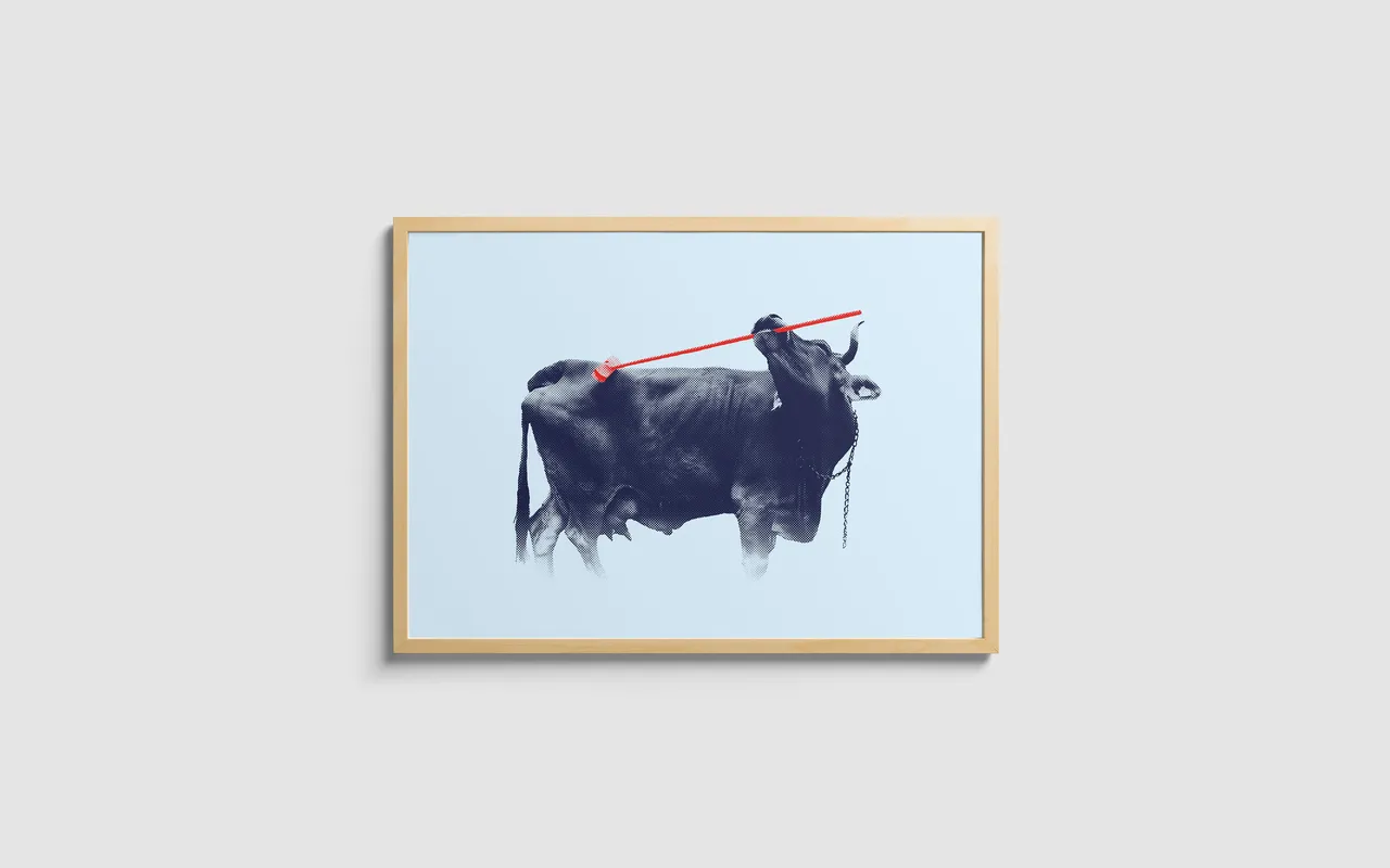 Poster, Cow astonishes scientists with rare use of tools